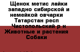 Щенок-метис лайки западно-сибирской и немейкой овчарки - Татарстан респ., Чистопольский р-н Животные и растения » Собаки   